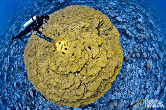 金曼礁國(guó)家紀(jì)念區(qū)，太平洋攝影：Brian Skerry，國(guó)家地理創(chuàng)意版