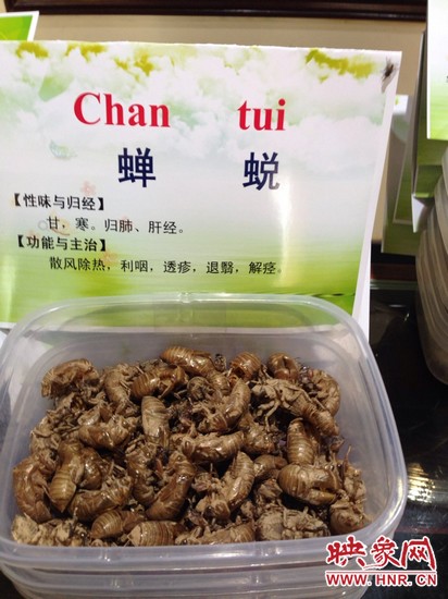 你可能沒想到，這個(gè)知了幼蟲退下的皮還是一味藥，對(duì)嗎？