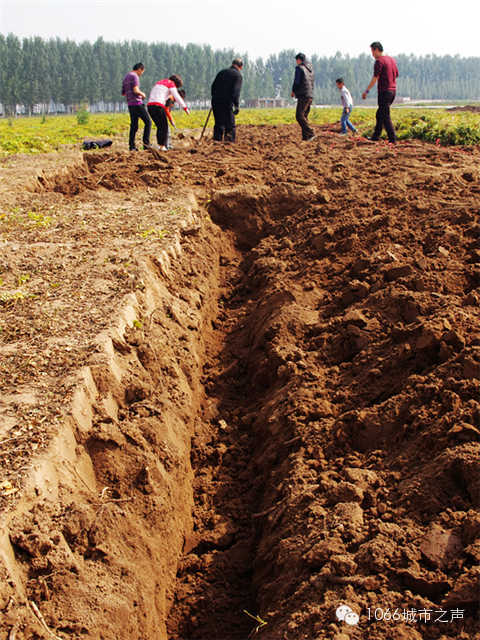 都說山藥埋得深，您還是眼見為實吧