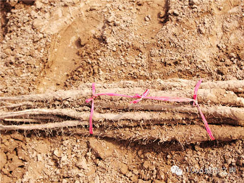 工人們挖好的山藥，整齊地躺在田地上