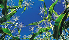 玉米割苗能增產(chǎn)20%～30%？不靠譜！