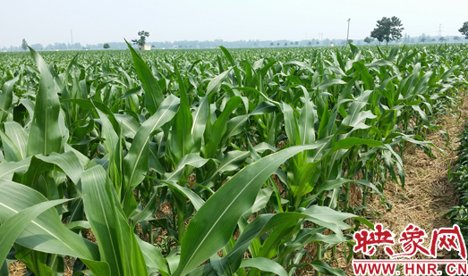 種植其他品種的玉米苗枝粗葉大，郁郁蔥蔥