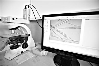 顯微鏡下，蠶絲呈現(xiàn)出表面有光澤，形狀不規(guī)則，粗細不均。