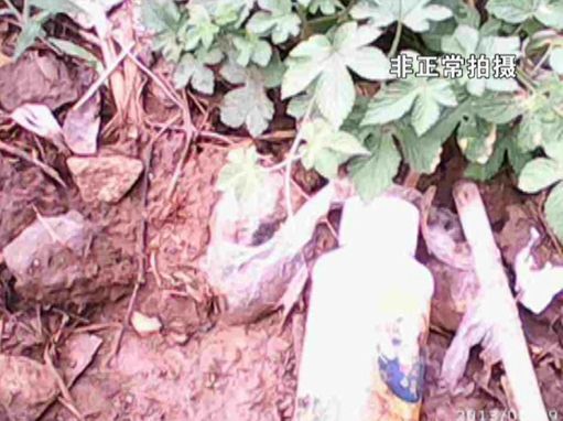大棚蔬菜園區(qū)里到處丟棄著農藥廢物。
