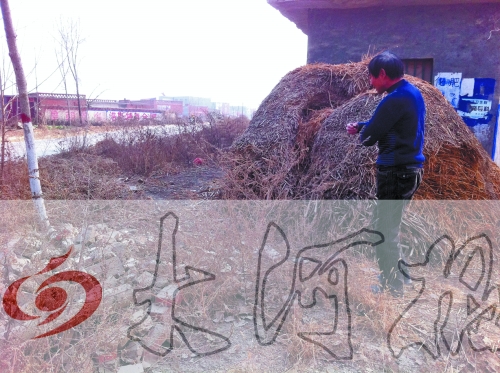 張哥、張弟就是在這兒撿到的投毒面包。