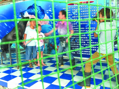 海獅就這樣被飼養(yǎng)員和攝影師擺弄，稍不聽話就會(huì)遭到毒打。