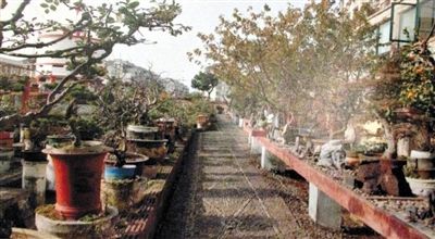 劉光嘉出示博物館內(nèi)部圖片中，擺放著各種盆景。