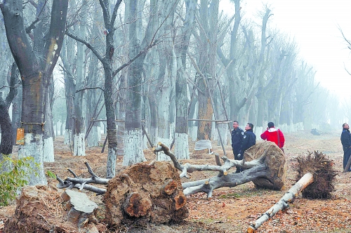 老樹(shù)之殤，令人扼腕。