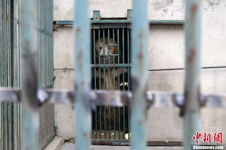 6月19日，河南鄭州，新密市動物園咬死飼養(yǎng)員的肇事棕熊被暫押在鄭州動物園內(nèi)，該熊“臥室”周圍被三重鋼