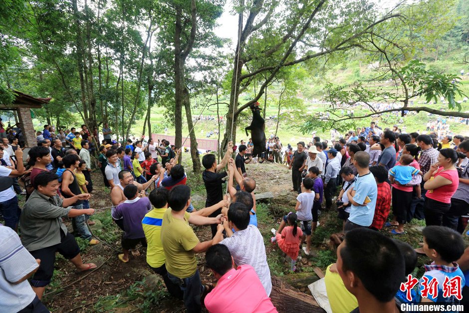 黃牛被侗族村民合力吊在樹上。譚凱興 攝