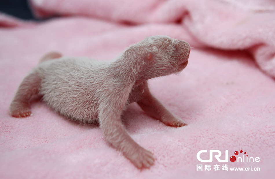 2013年7月11日，成都大熊貓繁育研究基地月亮產(chǎn)房，新生大熊貓寶寶在育嬰箱里憨態(tài)可掬。