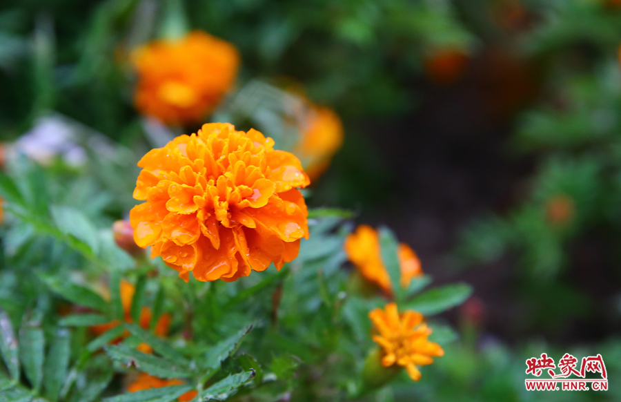 一場秋雨洗去花朵上多日來的塵埃，嬌艷欲滴。