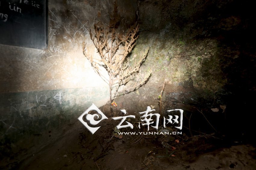 　教室里沒有燈，光線太暗，村民便種下了野蘇麻，希望教室有綠色，讓孩子們看到“希望”。 徐弘毅 攝