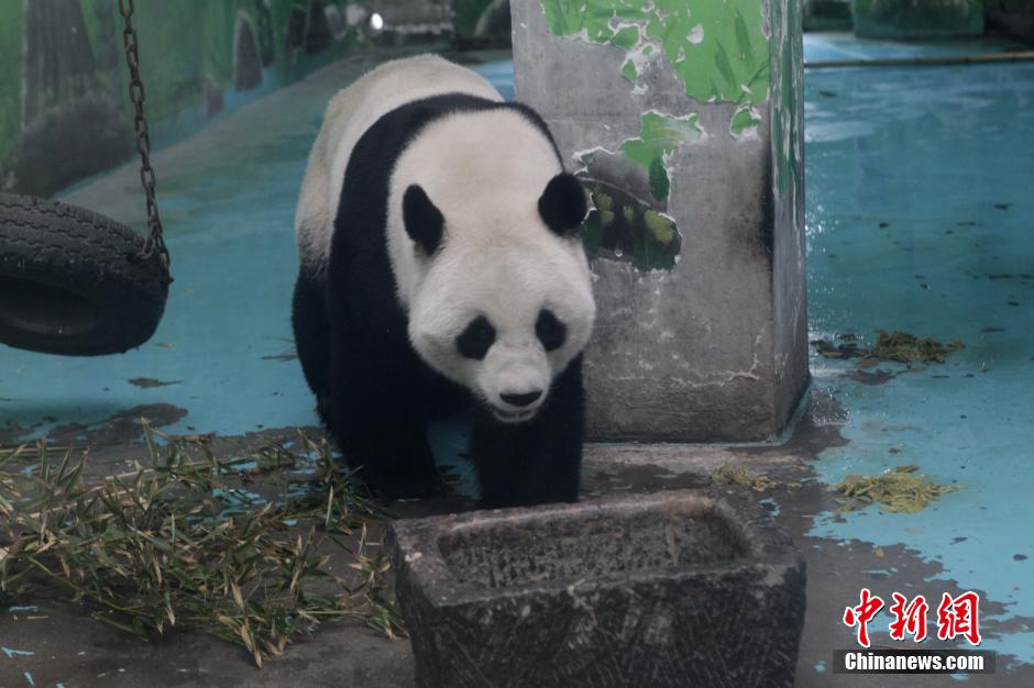 3月17日，河南鄭州動(dòng)物園內(nèi)的大熊貓“龍昇”。