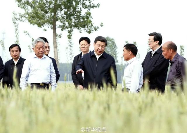習(xí)近平走進(jìn)糧田,看麥穗灌漿,問農(nóng)田建設(shè)。