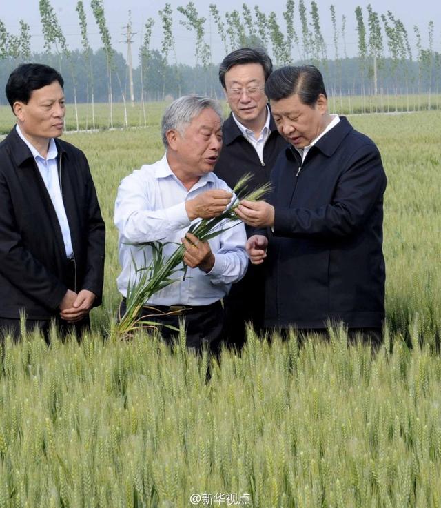 習(xí)近平走進(jìn)糧田,看麥穗灌漿,問農(nóng)田建設(shè)。