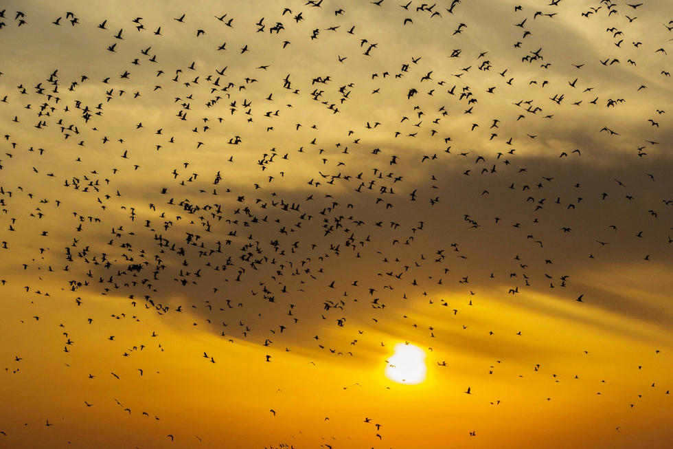 江蘇省連云港市贛榆區(qū)上空出現(xiàn)火燒云景觀，成群海鳥迎著霞光在天空中翩躚起舞，場面蔚為壯觀。