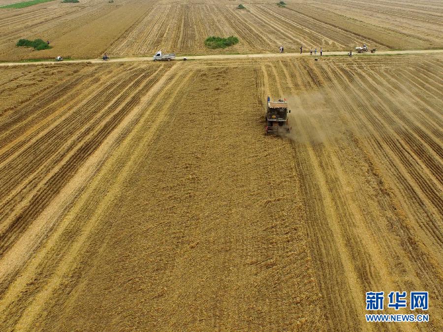 這是5月28日在河南省南陽市唐河縣甘河灣村航拍的麥收現(xiàn)場。