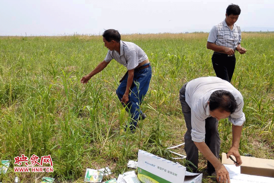 村民在撿拾散落的農(nóng)藥袋，身后是被毀的玉米。