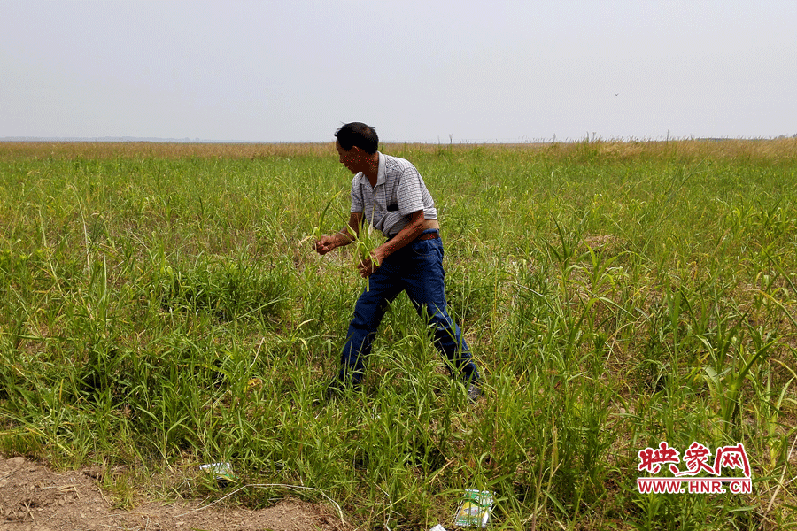 被農(nóng)藥摧毀的玉米。