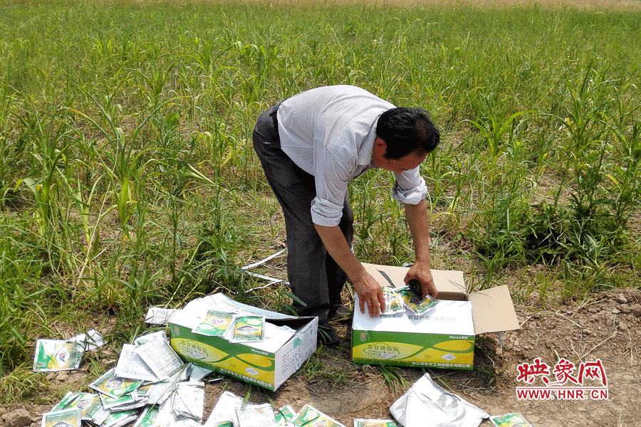村民察看摧毀玉米的農(nóng)藥。