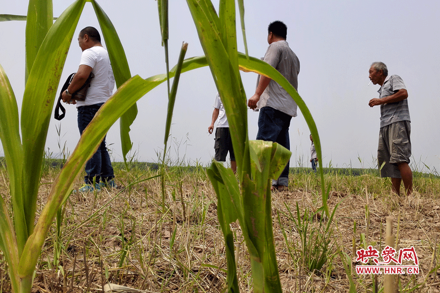 耙過的玉米地殘留的玉米。