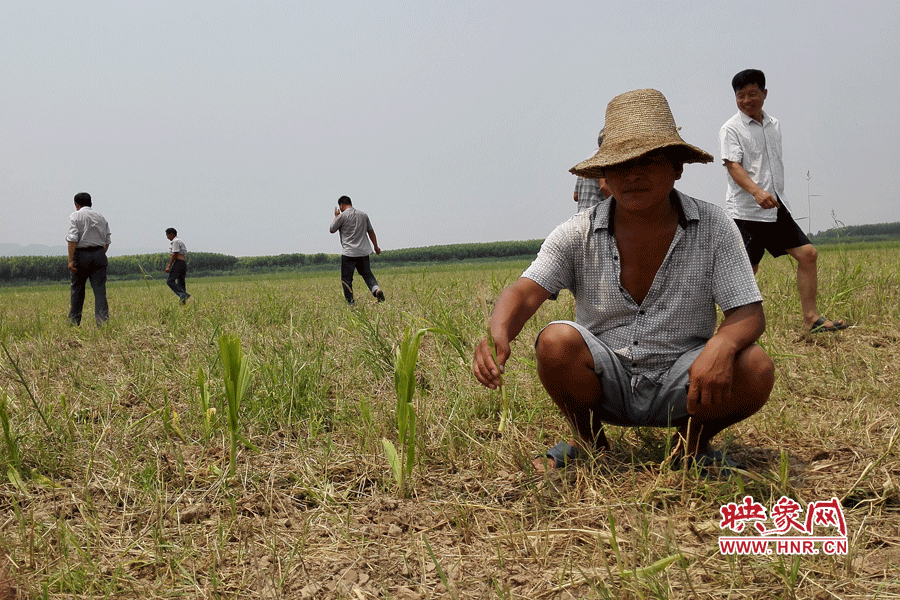 村民手捧殘留的玉米，欲哭無淚。