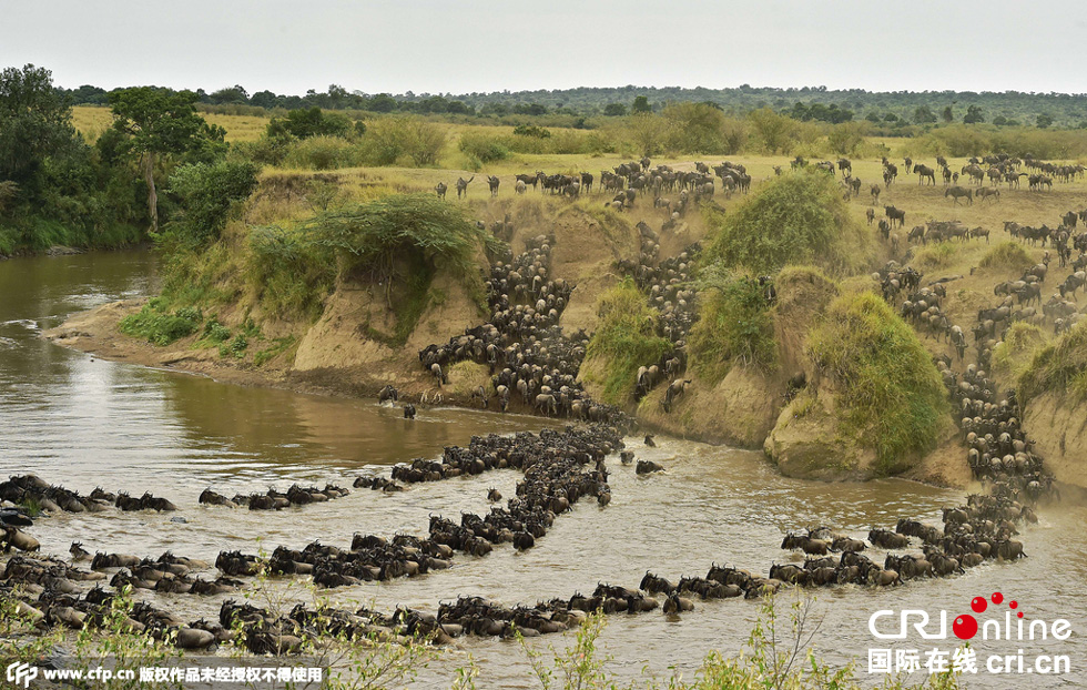 當(dāng)?shù)貢r間2015年9月4日，肯尼亞馬賽馬拉，角馬大遷徙。