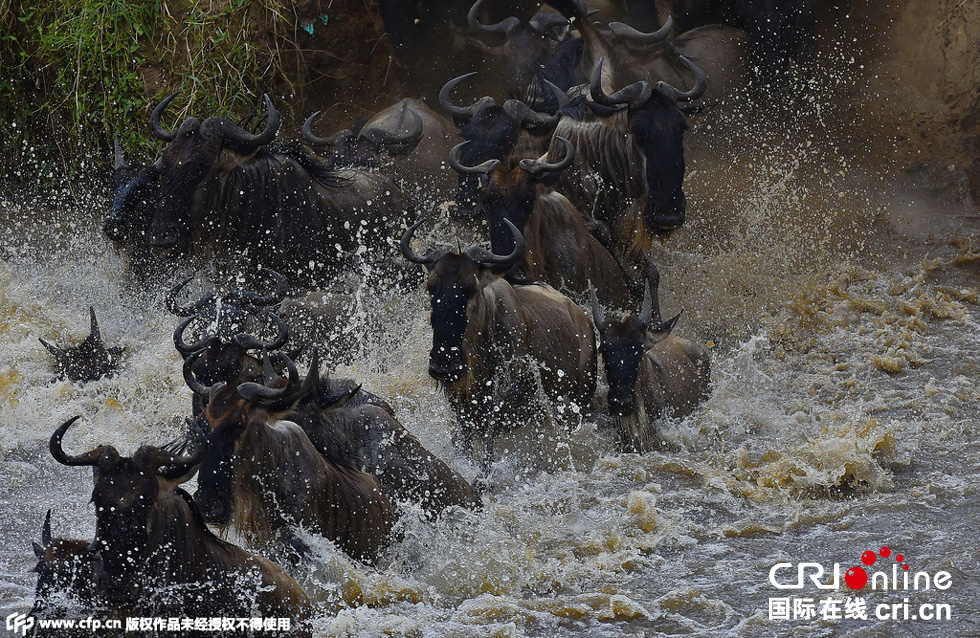當(dāng)?shù)貢r間2015年9月4日，肯尼亞馬賽馬拉，角馬大遷徙。