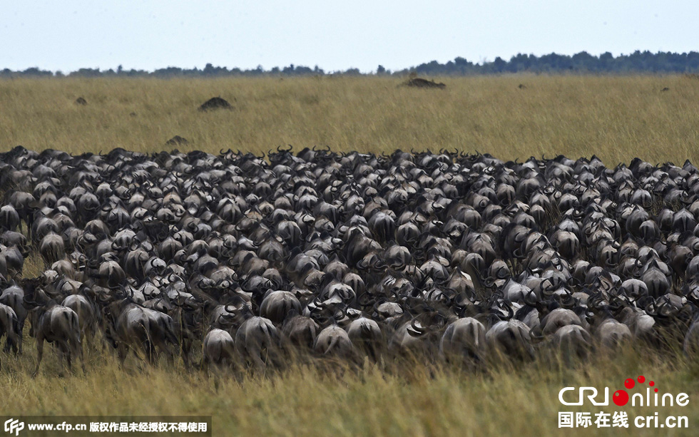 當(dāng)?shù)貢r間2015年9月4日，肯尼亞馬賽馬拉，角馬大遷徙。