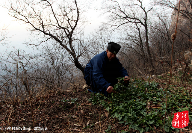 山上缺雨少水，不大的一方菜地。是他和另一個道友的菜地，老崔的蔬菜倒也擺弄的一片生機(jī)盎然。