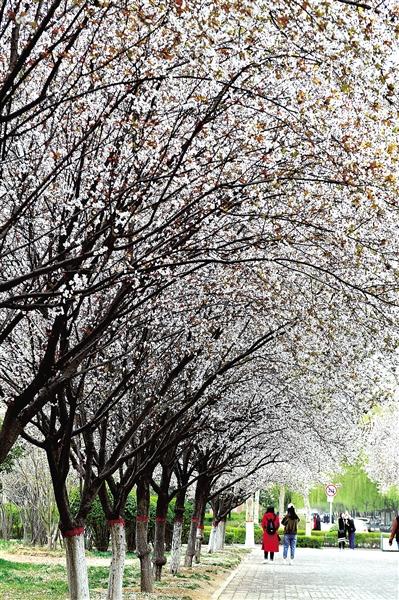 鄭州高校成市民“旅游勝地” 校方無(wú)奈出“狠招”