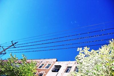 民權(quán)火車站附近聚集了近萬(wàn)只小燕子 場(chǎng)面壯觀