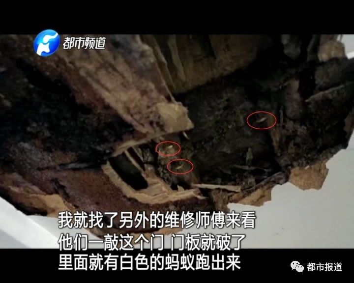 蟻族大軍入侵！十幾萬裝修的新家被“吃掉”