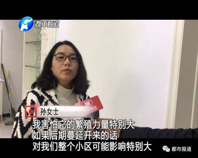 蟻族大軍入侵！十幾萬裝修的新家被“吃掉”