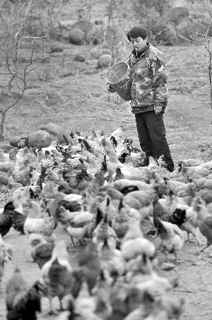 林志坤辭職后在溧水一座山頭開了一片地，每天種菜、喂雞 現(xiàn)代快報(bào)記者 施向輝 攝