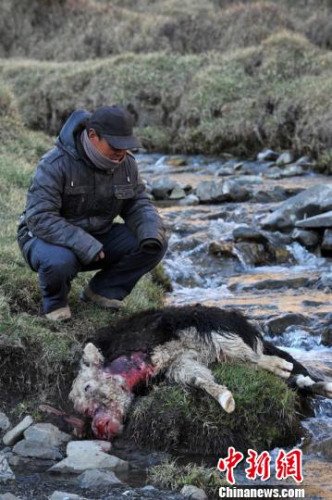 　今年，他家已經(jīng)有3只羊被狼咬死。確·胡熱攝