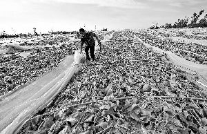 12日，工人在海南省樂東縣佛羅鎮(zhèn)清理被臺風(fēng)刮爛的哈密瓜薄膜架子。 新華社發(fā)
