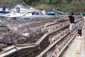 11月13日，位于三亞市吉陽(yáng)鎮(zhèn)的三亞市菜籃子蛋雞基地，工人們正在搶修雞舍設(shè)施。