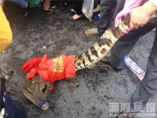 車上的鱷魚爬上路面。記者 向帥