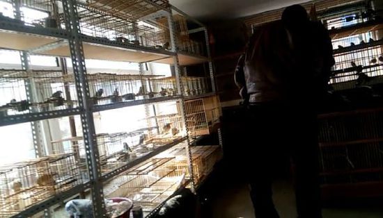 哈爾濱市雙城區(qū)集市上，一家沒有招牌的平房里擺滿了各種野鳥等待出售。