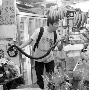 捕蛇專家張亮抓住眼鏡王蛇。信息時(shí)報(bào)記者 康健 翻拍