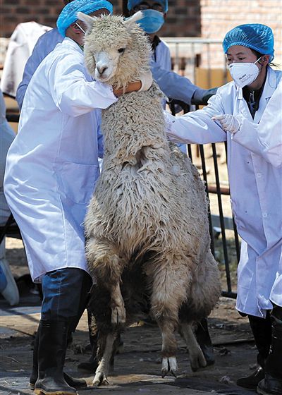 好強壯！我真的不是虛胖，兩三個人別想控制我。