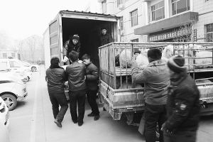 　　■返還追回的被搶綿羊。 本報(bào)記者董世杰攝