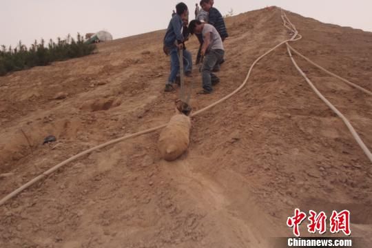 　4月27日上午，當?shù)卮迕裨诠系販洗逡痪G化處挖出一枚長1米，重200斤的炸彈，5月10日，這枚炸彈已