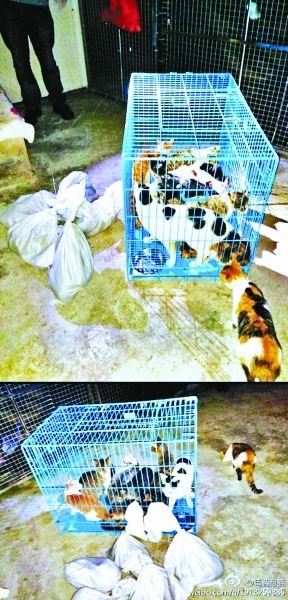 志愿者將放生的貓抓捕回來，這些貓等待領(lǐng)養(yǎng)