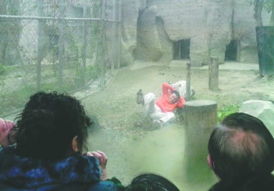 昨日，成都動物園，男子進入白虎活動區(qū)后被白虎拖行。動物園出動50多人成功營救下他