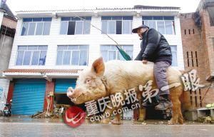 蔣大爺騎著他的種豬出門，回頭率很高。