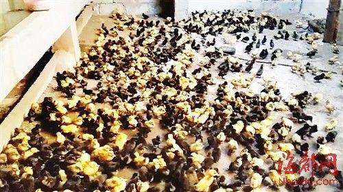 為了討薪，何某相將1130多只鴨苗趕到對(duì)方家里