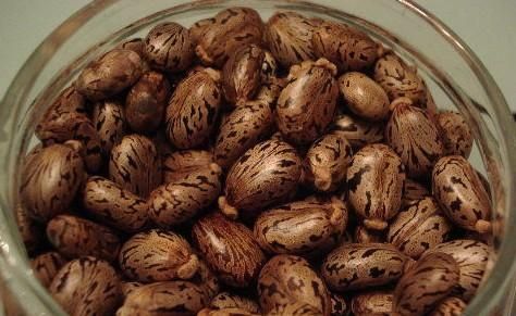 蓖麻子中含蓖麻毒蛋白及蓖麻堿，特別是前者，會(huì)引起中毒。網(wǎng)絡(luò)截圖